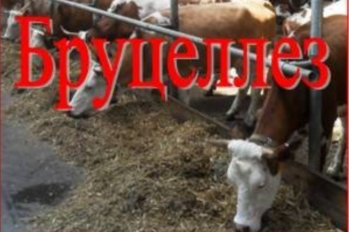 Бруцеллез — это опасно!.